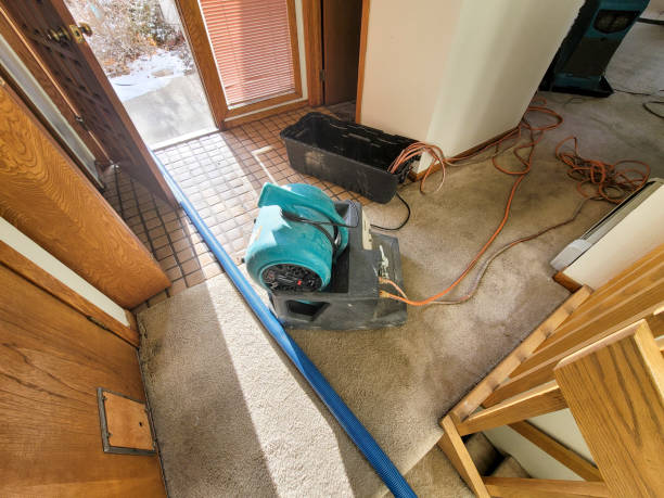 Best Mold removal after water damage  in Alto, TX
